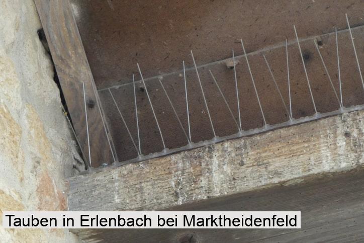 Tauben in Erlenbach bei Marktheidenfeld